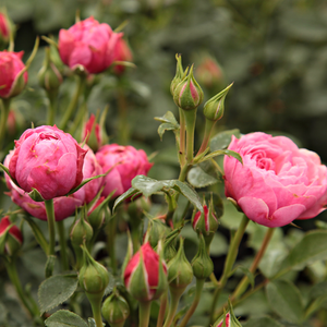 Roza - Mini - pritlikave vrtnice